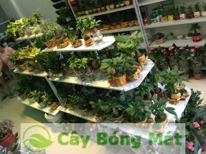 cay-hop-tuoi-1-300x225 Nhận lợi ích lớn từ việc làm nhỏ là trồng cây hợp tuổi