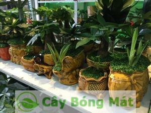 cay-hop-tuoi-1-300x225 Nhận lợi ích lớn từ việc làm nhỏ là trồng cây hợp tuổi